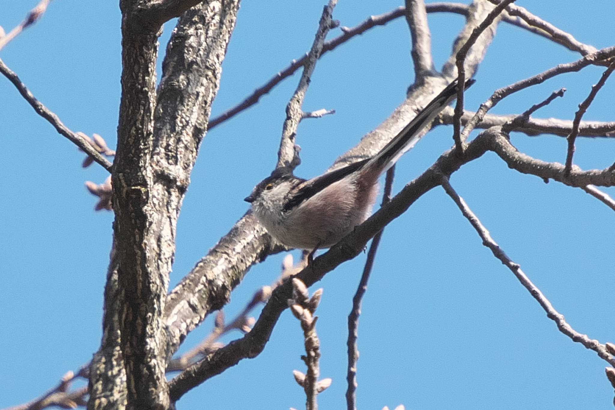 Long-tailed Tit