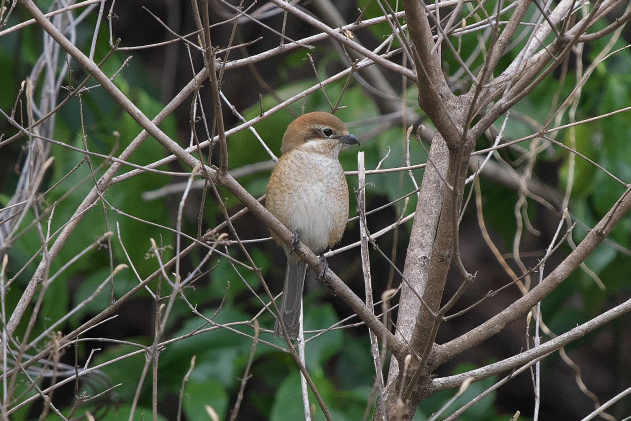 Bull-headed Shrike