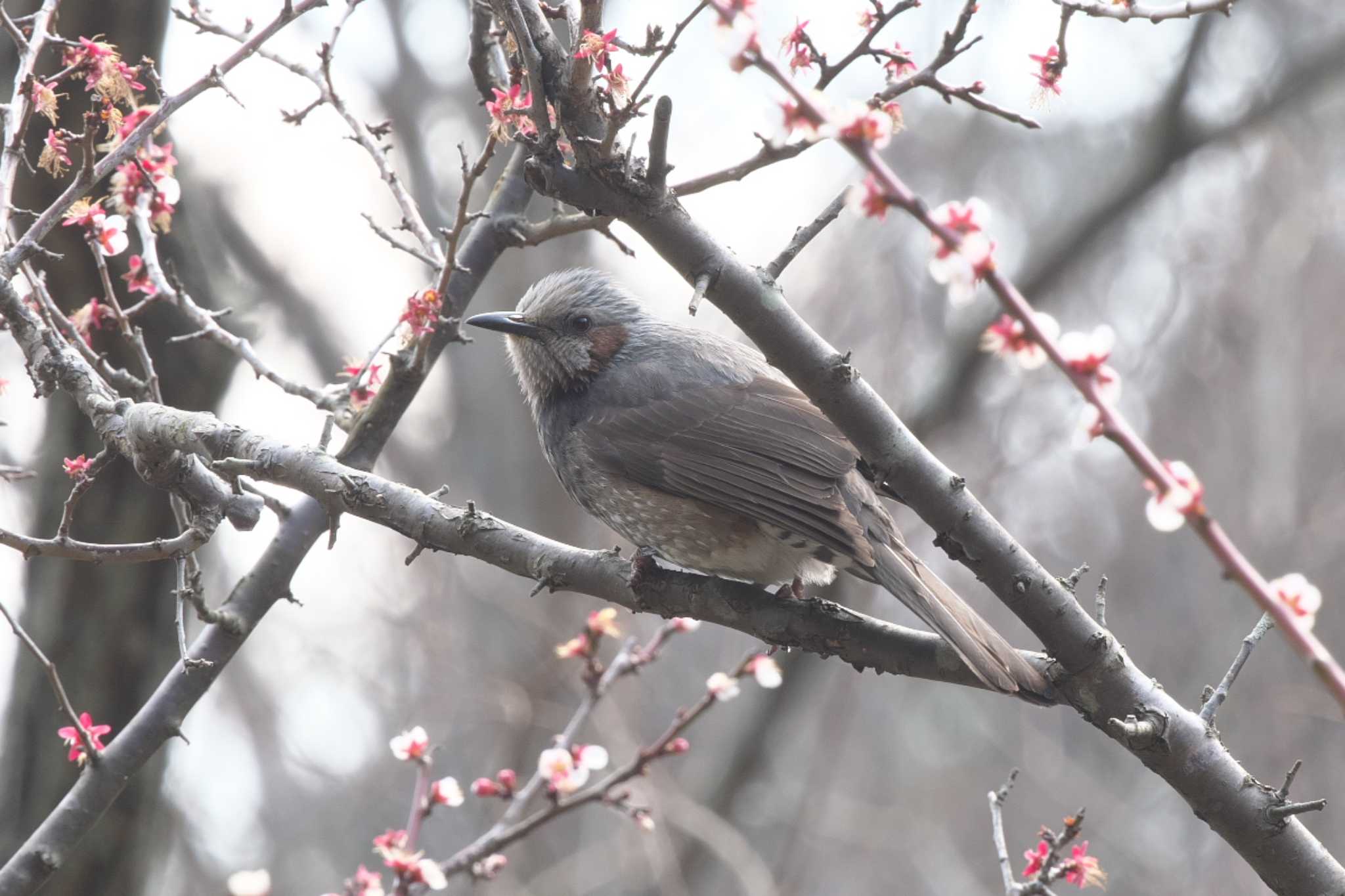 Brown-eared Bulbul