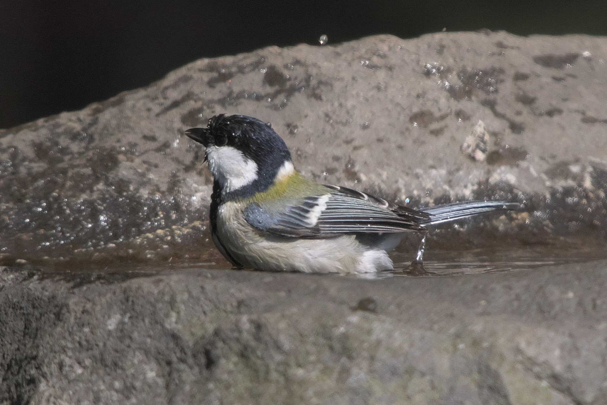 Photo of Japanese Tit at 横浜市立金沢自然公園 by Y. Watanabe