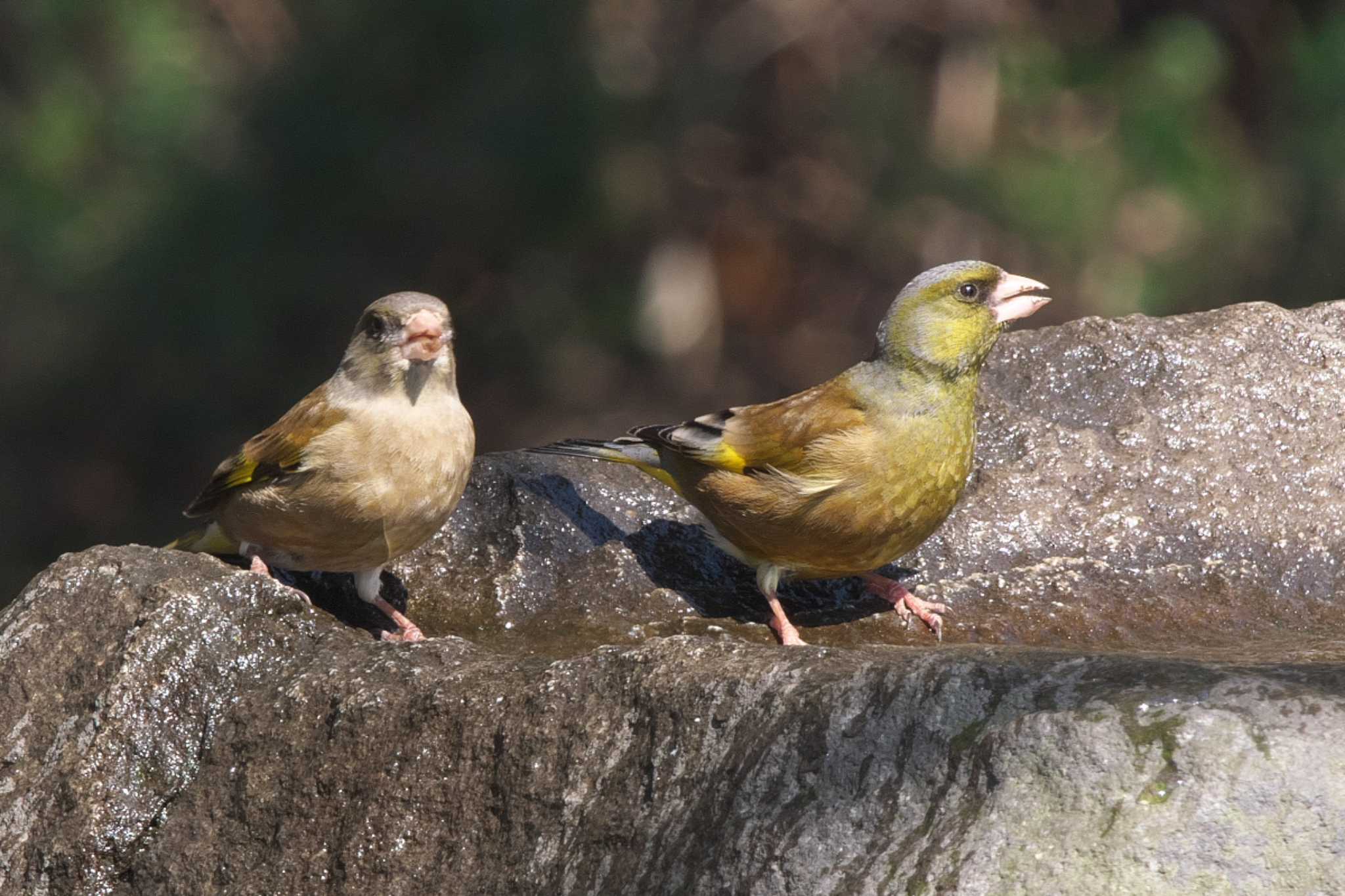 Photo of Grey-capped Greenfinch at 横浜市立金沢自然公園 by Y. Watanabe