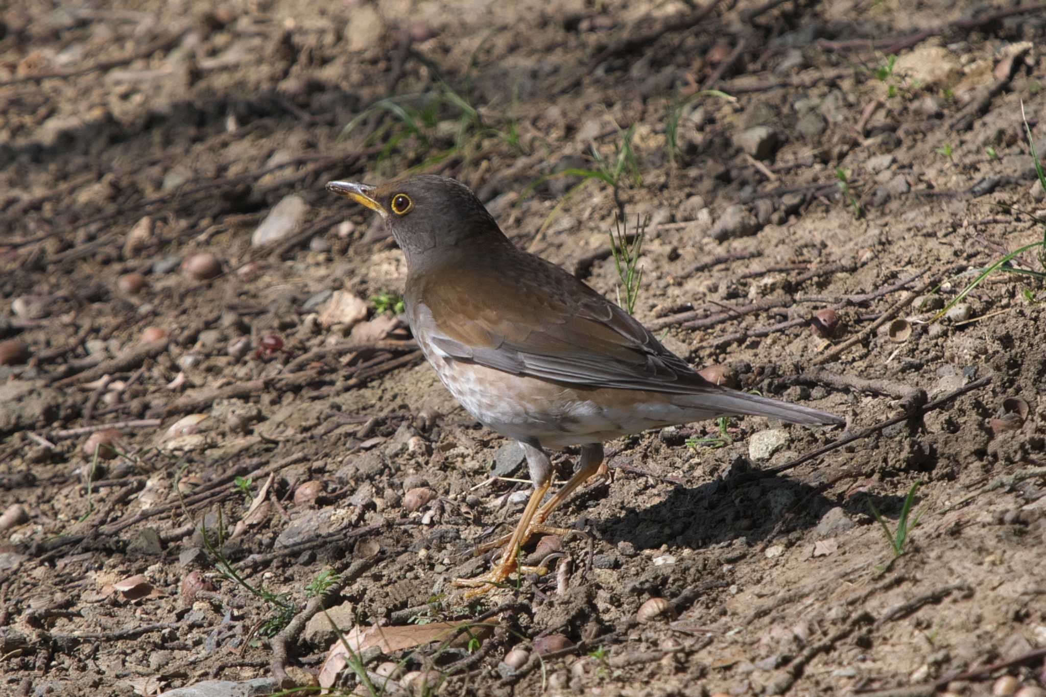 Photo of Pale Thrush at 横浜市立金沢自然公園 by Y. Watanabe