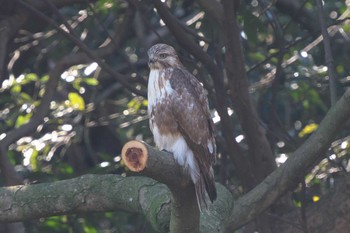 Mon, 3/4/2024 Birding report at 横浜市立金沢自然公園