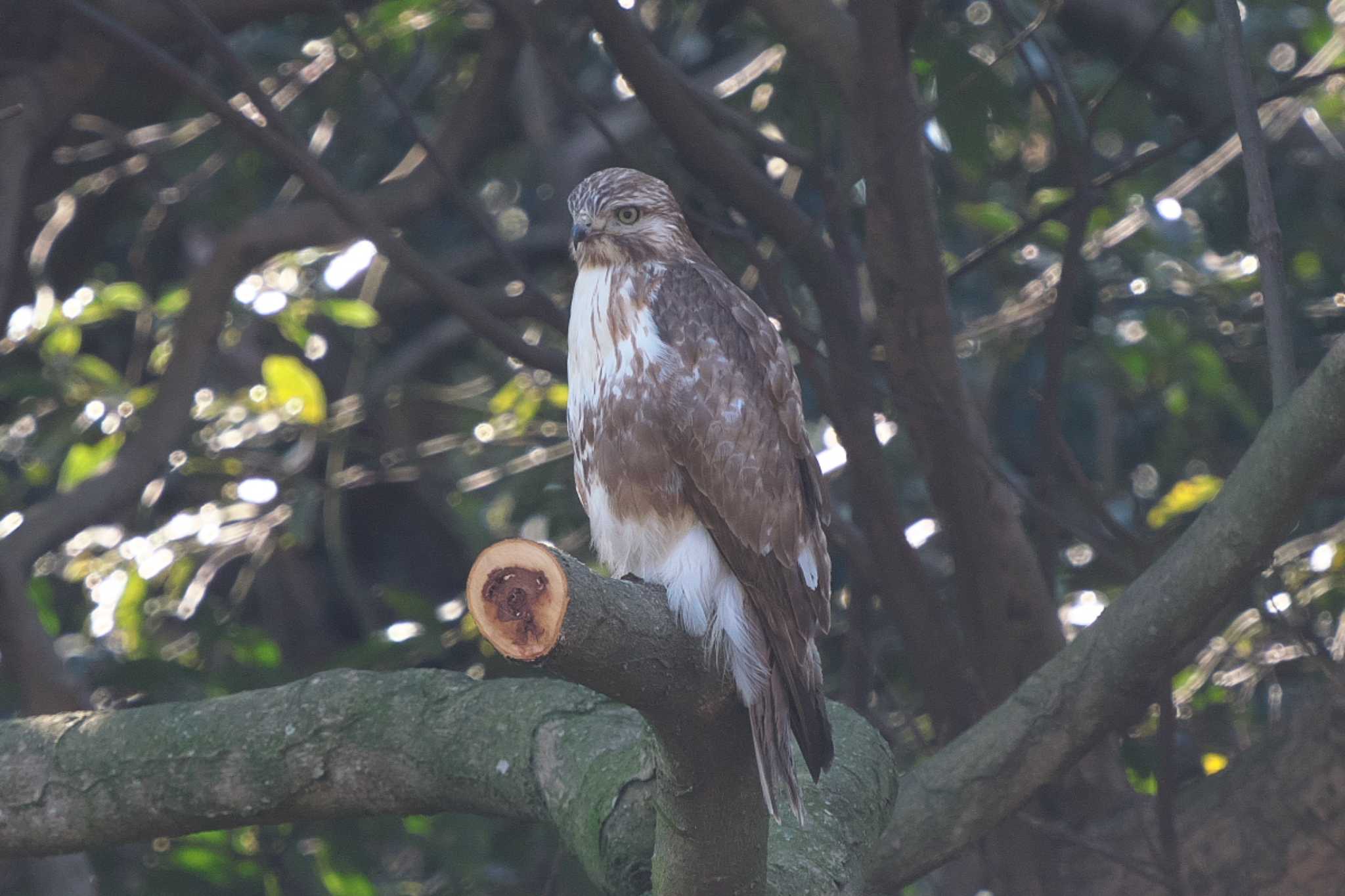 Photo of Eastern Buzzard at 横浜市立金沢自然公園 by Y. Watanabe