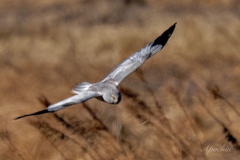 Sun, 3/3/2024 Birding report at 利根川