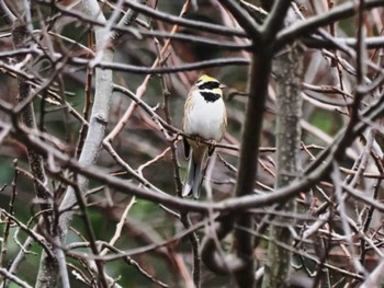 2023年1月22日(日) 久末ダム(福岡県)の野鳥観察記録