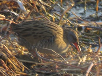 Sun, 3/3/2024 Birding report at 手賀沼遊歩道