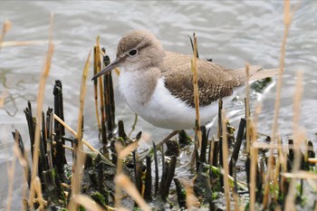 イソシギ 東京港野鳥公園 2024年3月2日(土)