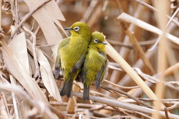 メジロ 東京港野鳥公園 2024年3月2日(土)