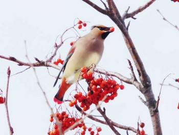 2023年1月19日(木) 真駒内公園の野鳥観察記録