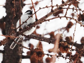 Marsh Tit Makomanai Park Thu, 1/19/2023