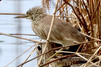 Chinese Pond Heron Teganuma Sat, 2/17/2024