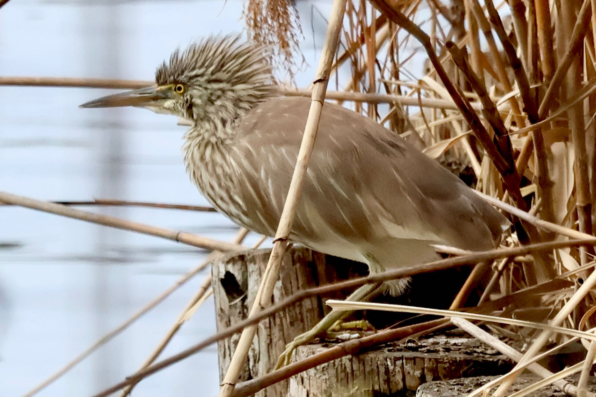 Chinese Pond Heron