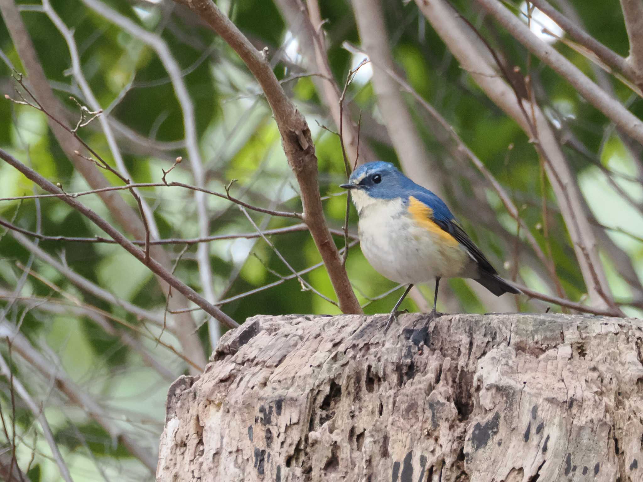 Red-flanked Bluetail