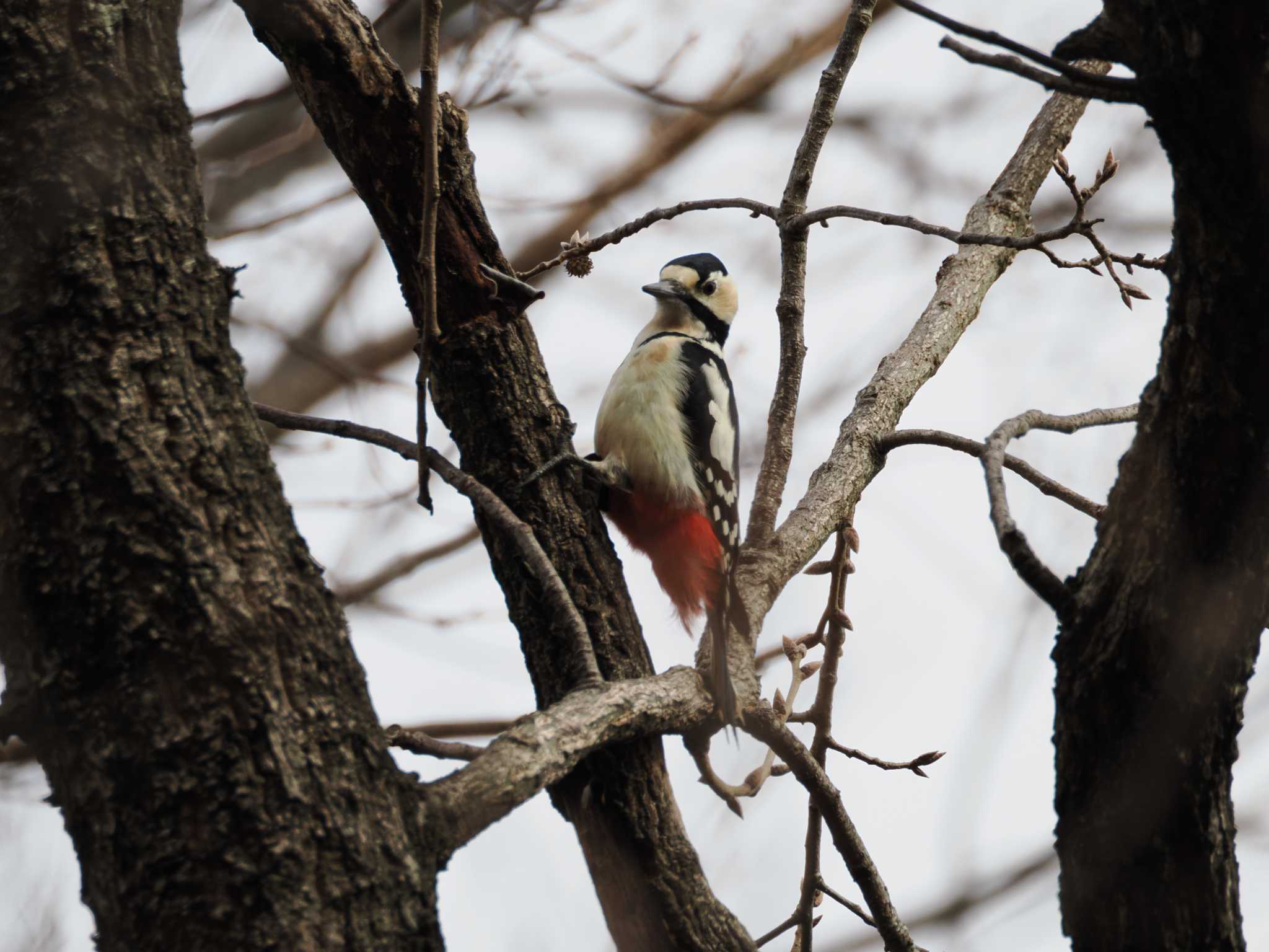 Photo of Great Spotted Woodpecker at Kodomo Shizen Park by こむぎこねこ