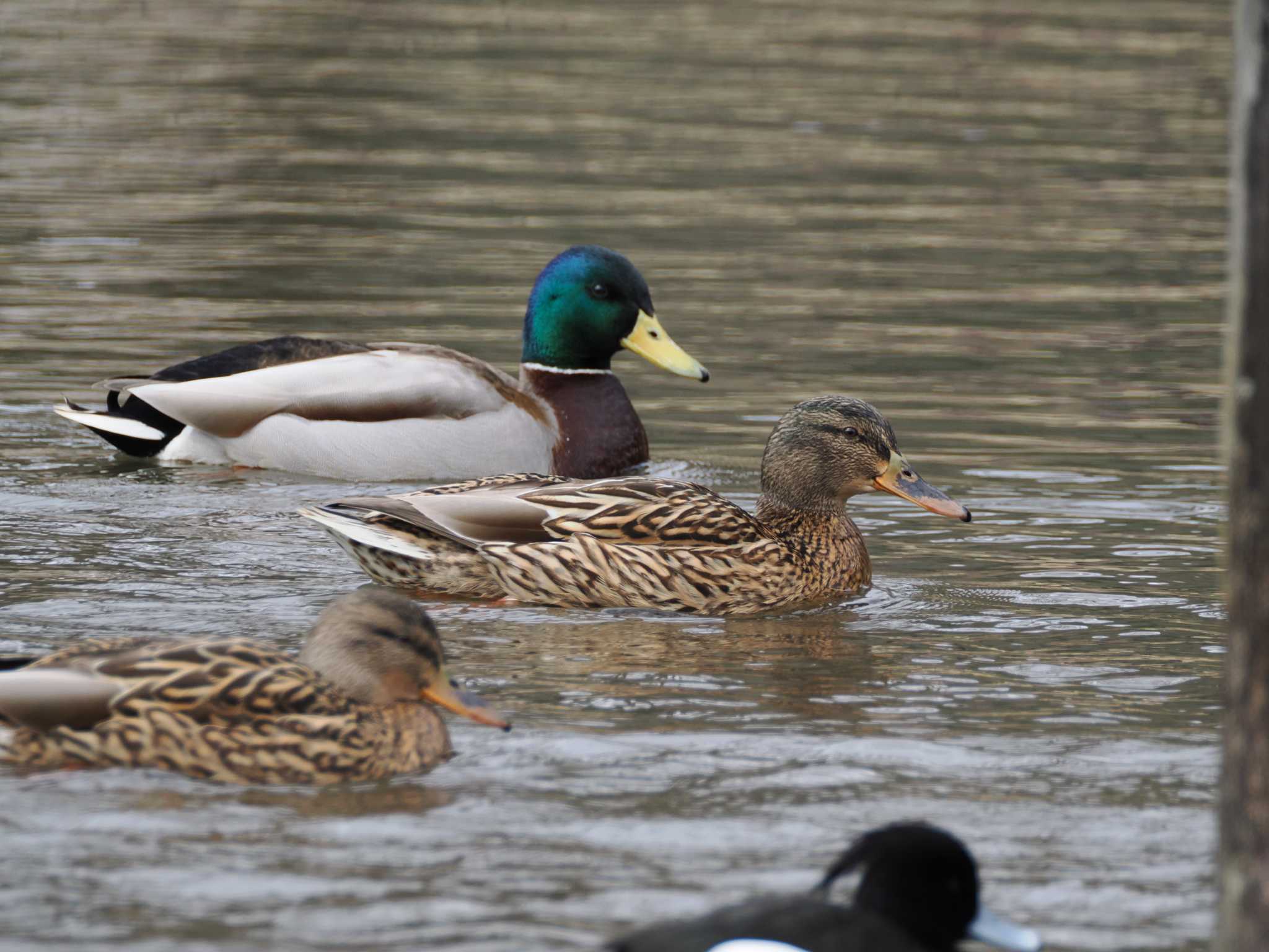 Photo of Mallard at Kodomo Shizen Park by こむぎこねこ