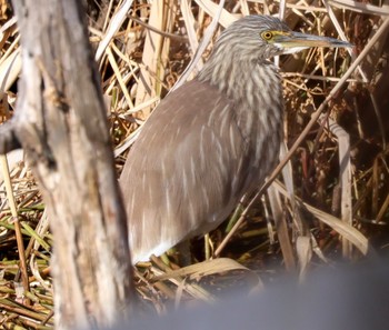 Chinese Pond Heron Teganuma Sat, 2/17/2024