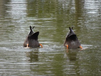 カルガモ 水元公園 2024年3月2日(土)