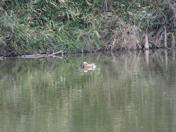 Mandarin Duck Mizumoto Park Sat, 3/2/2024