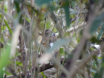 Brambling Mizumoto Park Sat, 3/2/2024