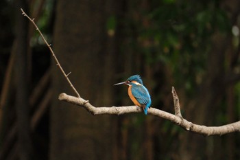 Common Kingfisher 源兵衛川 Sat, 3/2/2024