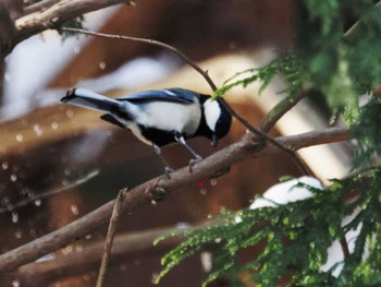 シジュウカラ 円山公園 2023年1月18日(水)