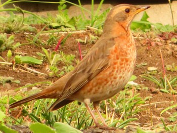 Mon, 3/4/2024 Birding report at 善福寺公園