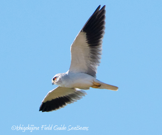 Black-winged Kite