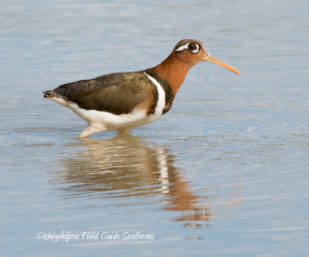 Greater Painted-snipe