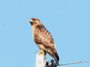 2023年1月11日(水) 宗像市(福岡県)の野鳥観察記録