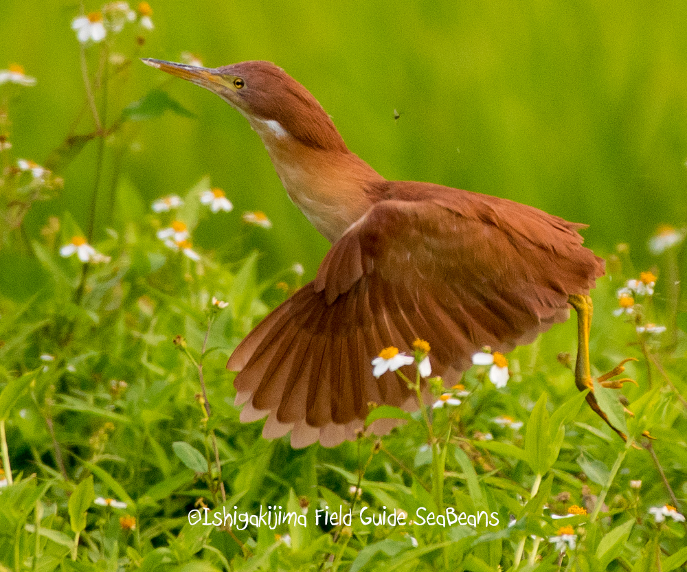 Photo of Cinnamon Bittern at Ishigaki Island by 石垣島バードウオッチングガイドSeaBeans