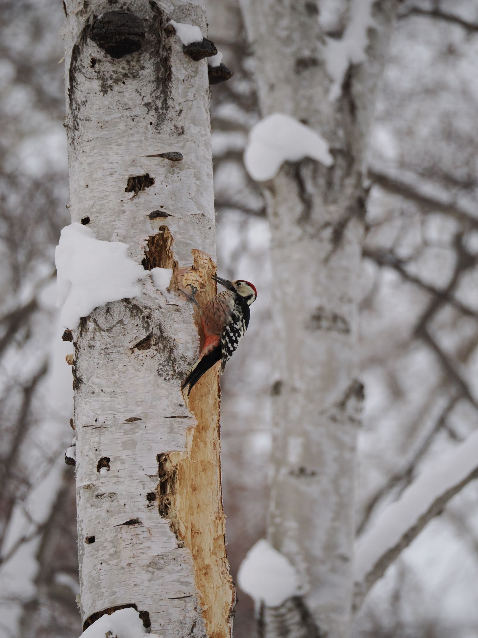 White-backed Woodpecker(subcirris)