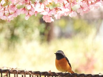 2024年3月4日(月) いたち川の野鳥観察記録