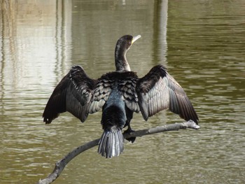 Great Cormorant Mizumoto Park Sat, 3/2/2024