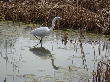 Great Egret Mizumoto Park Sat, 3/2/2024