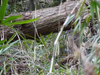 Japanese Night Heron Mizumoto Park Sat, 3/2/2024