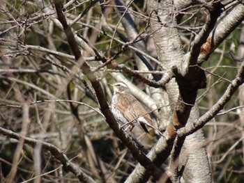 Dusky Thrush 21世紀の森と広場(千葉県松戸市) Sat, 1/28/2023