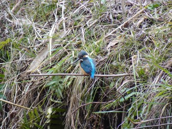 2024年2月17日(土) 四季の森公園(横浜市緑区)の野鳥観察記録