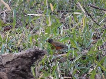 Brown-headed Thrush 四季の森公園(横浜市緑区) Sat, 2/17/2024