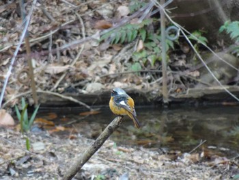 Daurian Redstart 四季の森公園(横浜市緑区) Sat, 2/17/2024