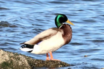 Mallard Tokyo Port Wild Bird Park Sun, 3/3/2024