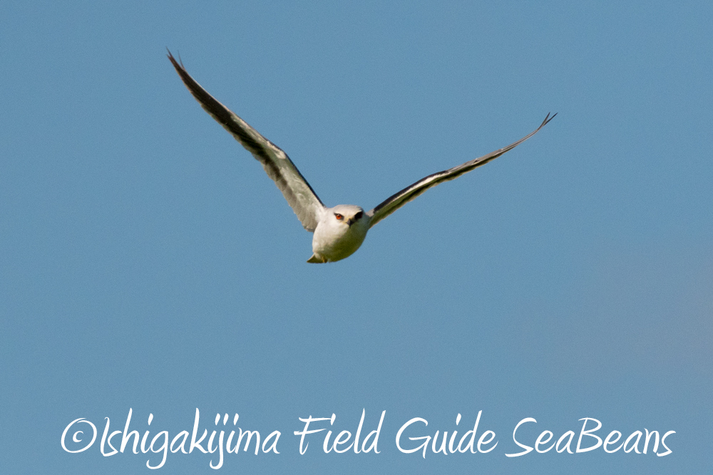 Black-winged Kite