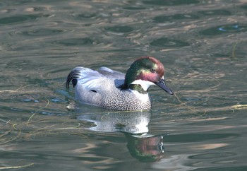 2024年3月4日(月) 旧江戸城内堀、外堀、日比谷公園の野鳥観察記録