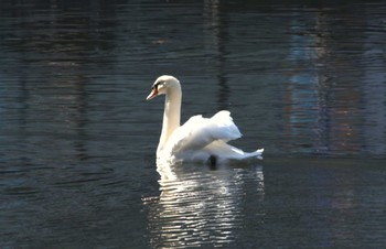 コブハクチョウ 旧江戸城内堀、外堀、日比谷公園 2024年3月4日(月)