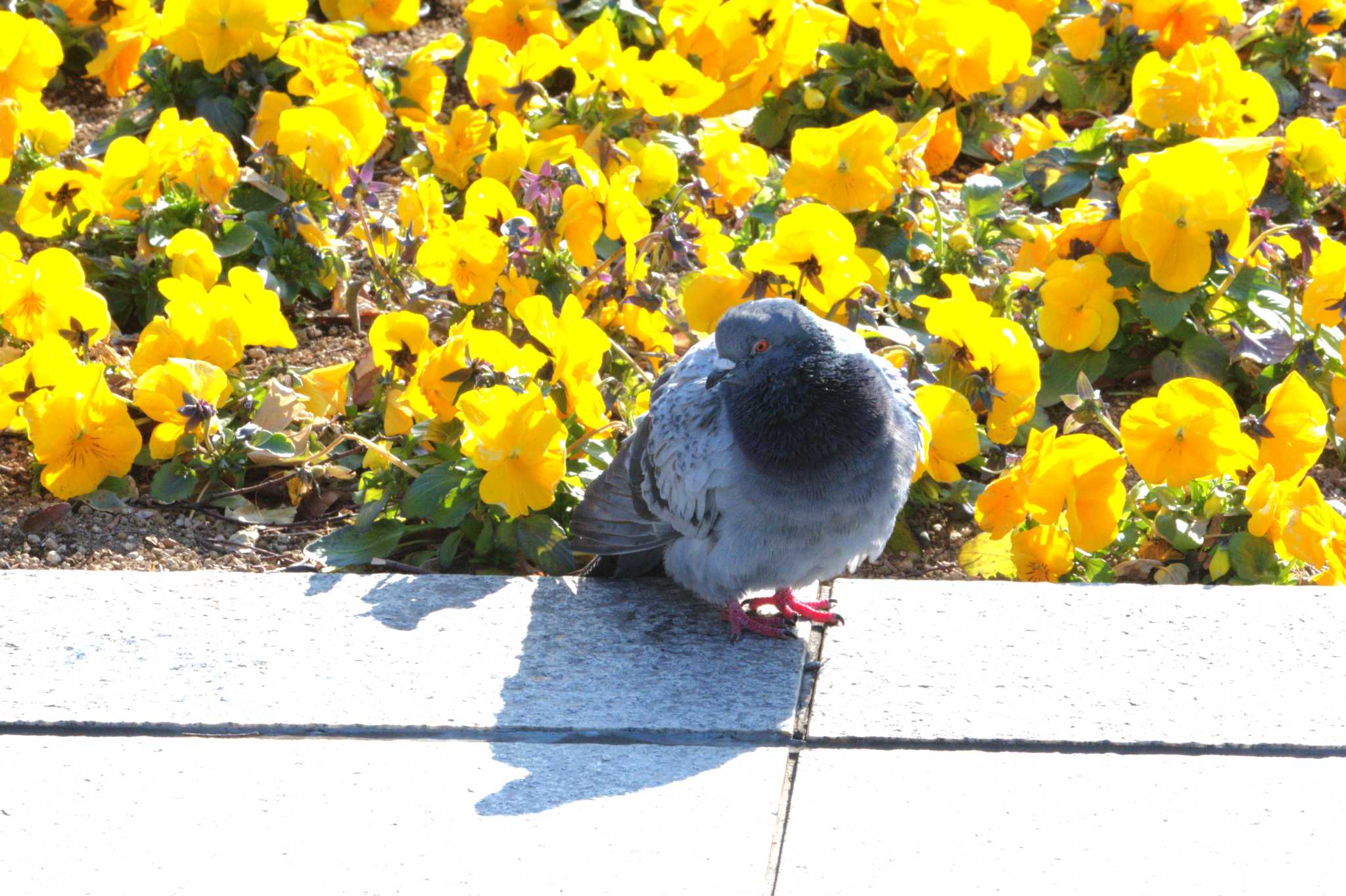 旧江戸城内堀、外堀、日比谷公園 カワラバトの写真 by morinokotori