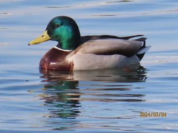 マガモ 葛西臨海公園 2024年3月4日(月)