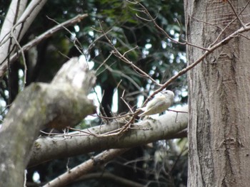 Japanese Pygmy Woodpecker 四季の森公園(横浜市緑区) Sat, 2/17/2024