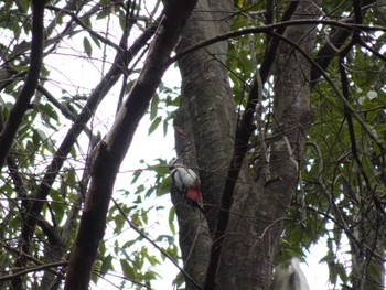 Great Spotted Woodpecker 四季の森公園(横浜市緑区) Sat, 2/17/2024