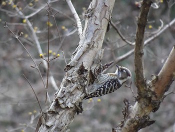 Japanese Pygmy Woodpecker 四季の森公園(横浜市緑区) Sat, 2/10/2024