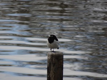 Japanese Wagtail Mizumoto Park Sat, 3/2/2024